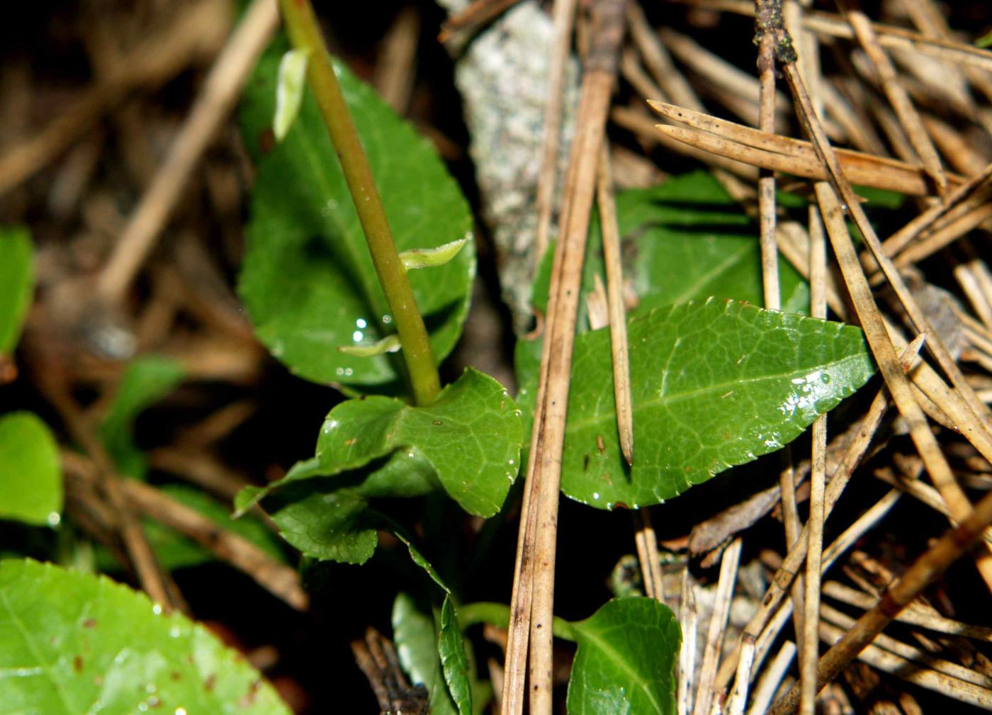 Wintergreen, Nodding leaf